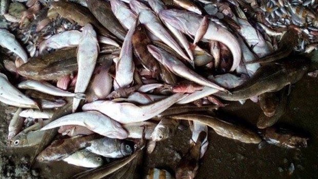 Some of the dead fish which have washed up on the coast of Vietnam, as reported by locals on Facebook.