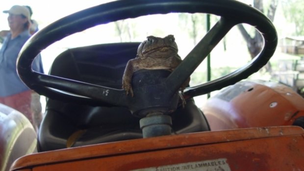 Cane toads are finding creative ways to hitchhike to Perth.