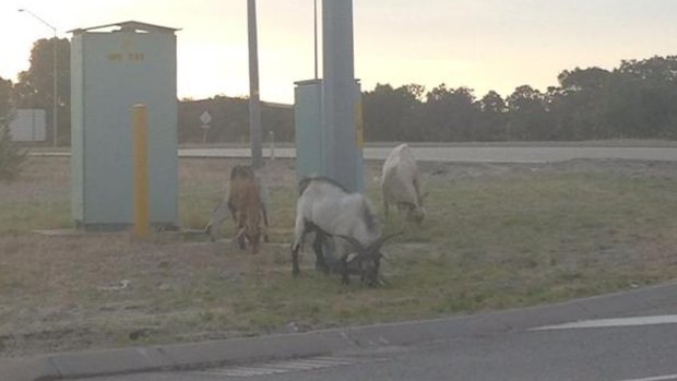 Goats have been spotted by the side of the road in on the Great Eastern Highway Bypass