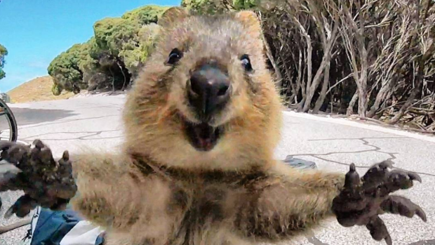 Quokka: 'World's happiest animal'.