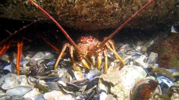 A Southern rock lobster. Sustained commercial fishing can destroy rock lobster populations in marine protected areas, the judge said.