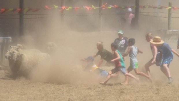 Children stir up the dust during a sheep-chasing event at the Kakahi Rodeo in 2015.