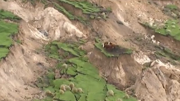 Cows and sheep stranded by landslides.