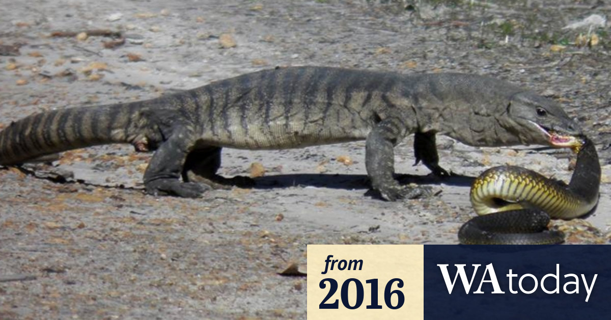 Giant WA monitor lizard photographed eating tiger snake near Walpole