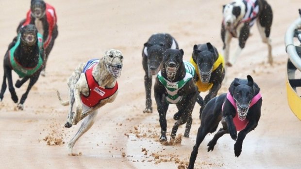 WA greyhound trainers caught live-baiting will now face more hefty penalties.