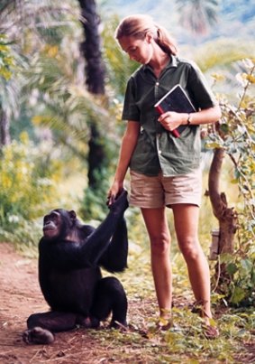 Dr Goodall is best known for her studying and living with wild chimpanzee tribes in Africa.
