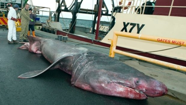A rare basking shark was caught in a net by a commercial fishing trawler in June.