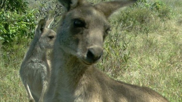 There is a kangaroo at Broadmeadows railway station.