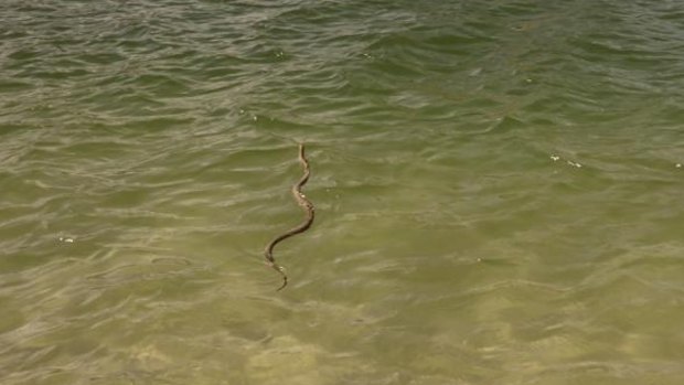 The brown snake in the water at Forster. 