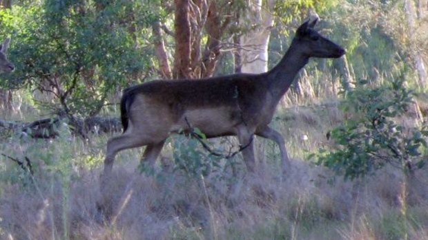 Wild deer similar to the one spotted in Ringwood on Friday.