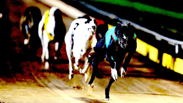 There have been live baiting cruelty allegations in greyhound industry.