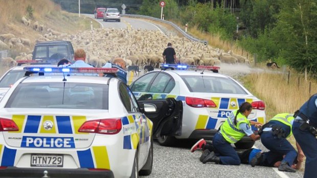 A flock of sheep stop a driver after a 90-minute police pursuit.
