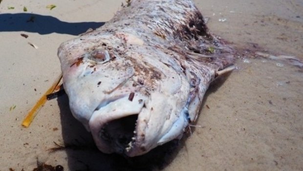 One of many dead pink snapper washed up in Cockburn Sound after the recent fish kill.