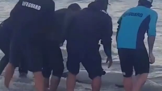 Bondi Rescue lifeguards tried to return the injured dolphin to the water.