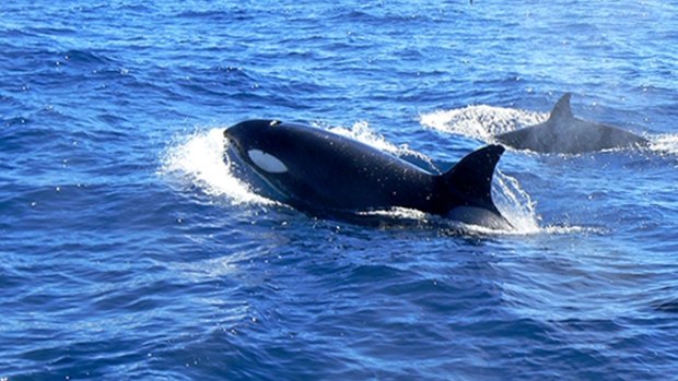 Killer whales off the WA coast