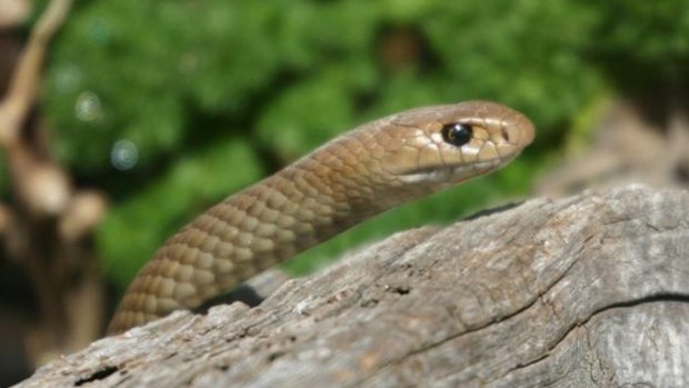 It's believed the snake was an eastern brown snake, similar to the one pictured.