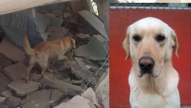 Dayko, the Ecuadorian rescue dog.