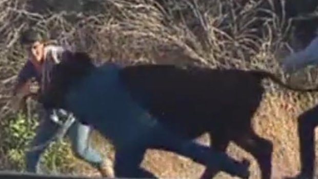 The rogue cow is tackled by chasing rangers.