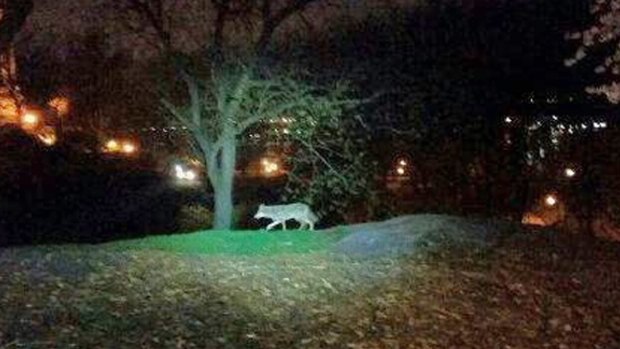 The coyote that was seen in New York's Riverside Park in a photo taken on April 22. It is not clear whether this is the coyote that was captured.