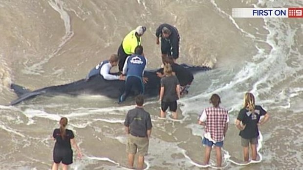Rescue crews and locals work in vain to free a beached whale on South Stradbroke Island.