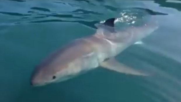 The great white shark's close encounter with a group of fishermen was caught on video.