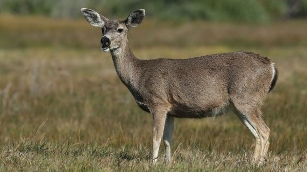 A motorcyclist was seriously injured after hitting a deer.