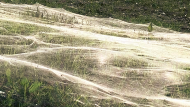 Tiny spiders leave a trail hundreds through Memphis grass over hundreds of metres.
