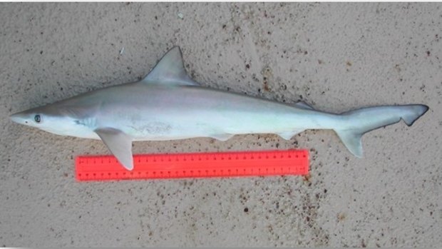 Sharpnose sharks only reach about 80 centimeters in length.