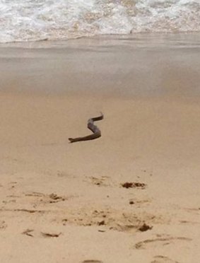 The snake emerge from the sea.