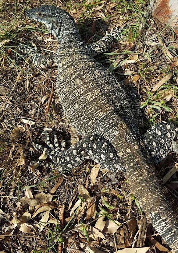 Giant goanna spotted heading towards Newcastle pub