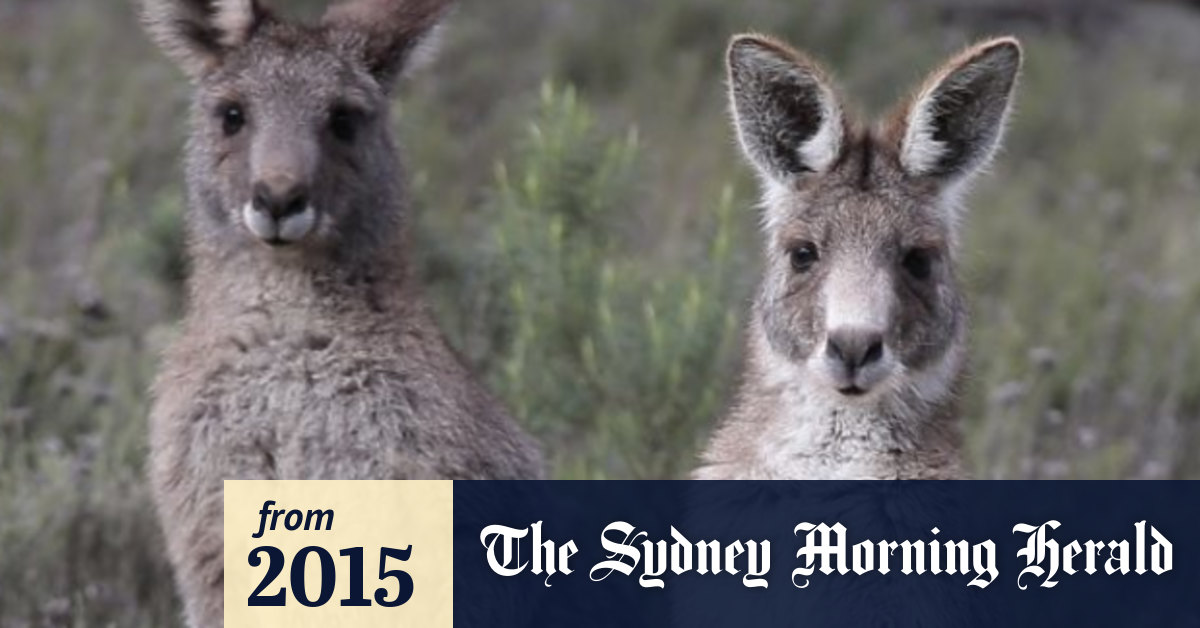 Bigger Than Usual Kangaroo Cull Planned For Canberra In 2015