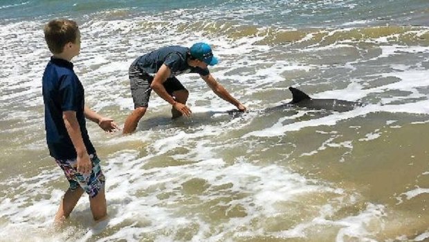 Louis Cattermole, 8, helped to rescue 'Beachy', the stranded bottlenose dolphin.