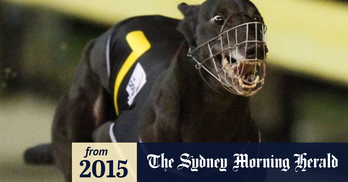 Live animals allegedly used as bait in greyhound racing