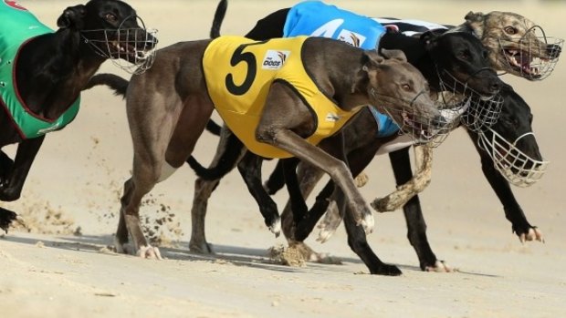 Greyhound racing is set to be banned in NSW