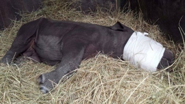 The calf was put to sleep for his journey to a wildlife care centre.
