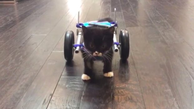 Custom wheelchair made for Cassidy the kitten who lost part of his back legs