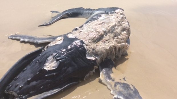 A baby whale carcass that washed up on South Ballina beach will be buried inland  so it doesn't attract sharks.