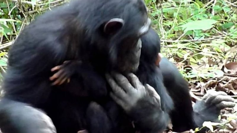 Chimpanzee Mother Caring For Down Syndrome Infant In The Wild Can Teach Us About Human Behaviour