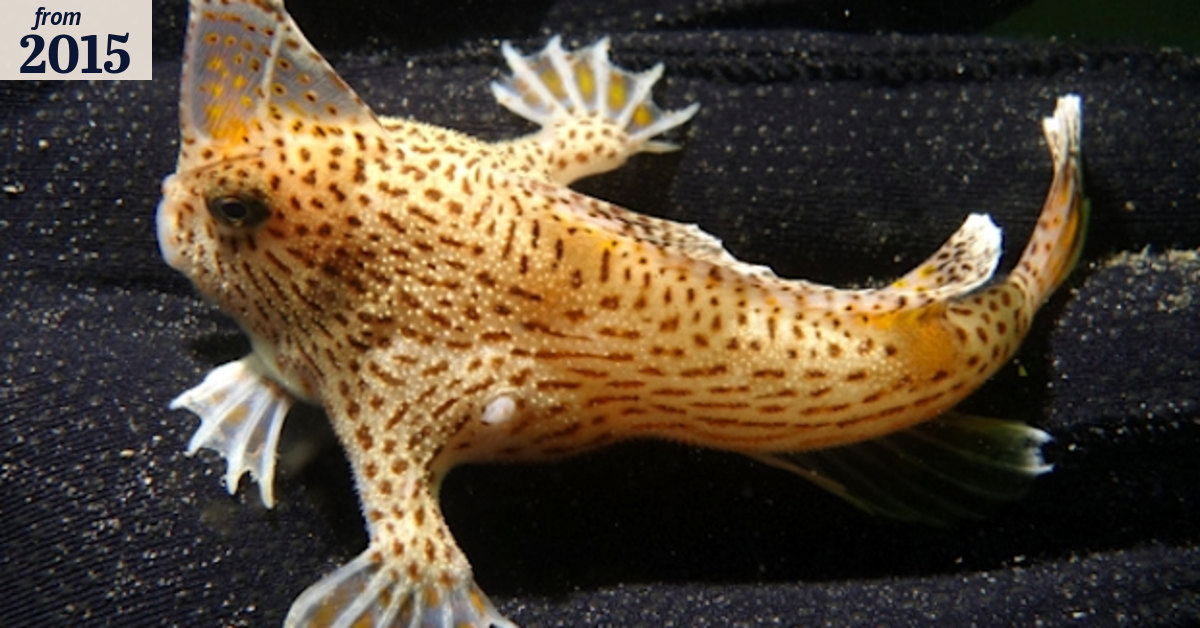 Scientists consider captive breeding program for enigmatic little ...