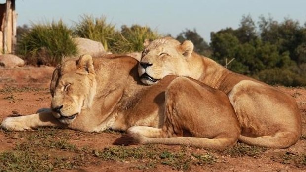 Cuddling up: Tonyi and Tombo take a rest at Werribee Open Range Zoo.