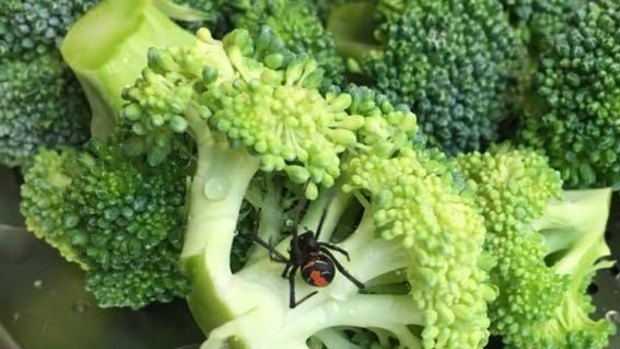 A redback spider was reportedly found in a Woolworths customer's produce