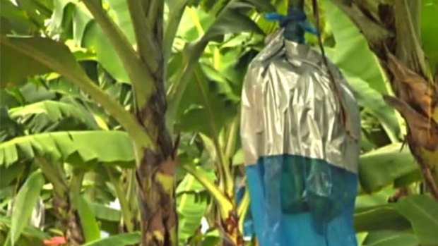 A second north Queensland banana farm has tested positive for Panama disease.