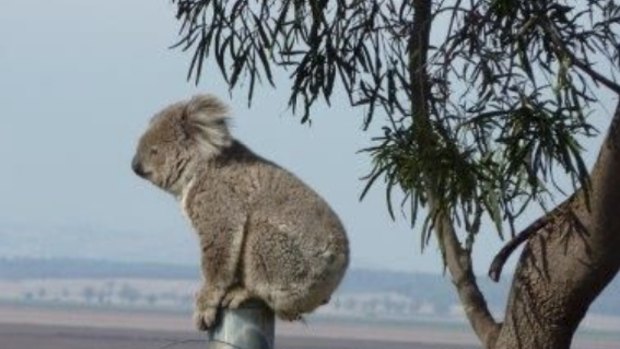 Humans and animals in the Liverpool Plains area will be affected by new government policy regulating the control of noise and dust from large-scale mining.