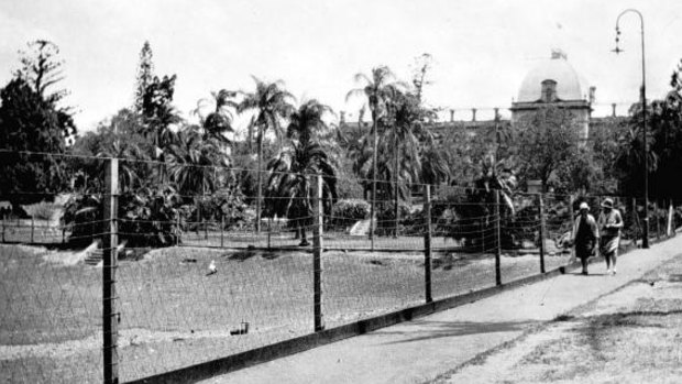 Brisbane zoological gardens with Parliament House in the background.