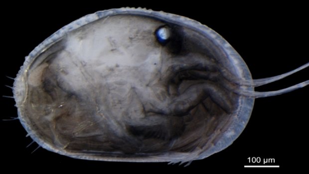 A specimen of the modern Australian ostracod <em>Newnhamia fenestrata</em> with the right valve removed. 