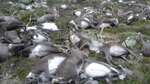 Some of the reindeer killed.