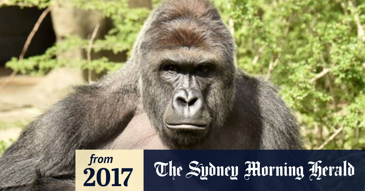 Harambe Shaped Cheeto Sells For Nearly 130 000 Various sources place the early memeification of harambe as originating from two equally vast yet. harambe shaped cheeto sells for nearly