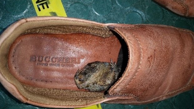 Frogstomp: a "recently dead" black-spined toad found in a passenger's shoe. 