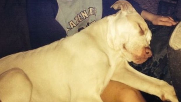 Owners plea for council to ''save Buddy'' the pitbull, in a petition.