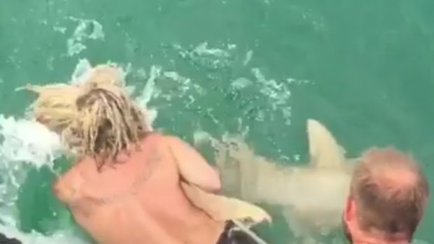 Josh Neille claims he jumped into water off the Cape York Peninsular to try to bring the shark onto the boat to remove fishing hooks.